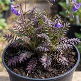 1 Large Plant - Polemonium Bressingham Purple, Ready to Plant in Your Garden, 3L - Frankton's