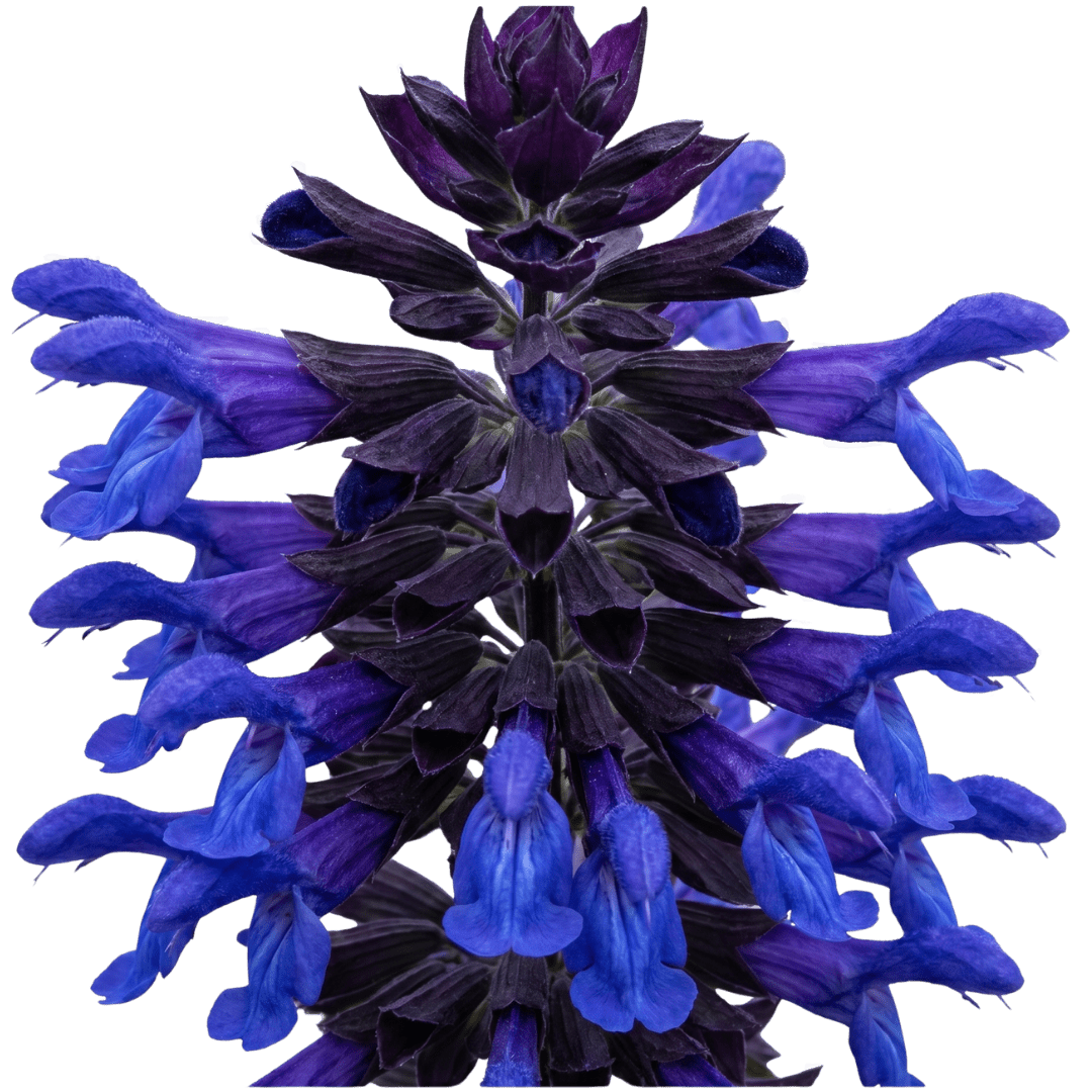 1 Large Plant - Salvia Sangoons Black & Bloom, Ready to Plant in Your Garden, 5L - Frankton's