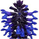 1 Large Plant - Salvia Sangoons Black & Bloom, Ready to Plant in Your Garden, 5L - Frankton's
