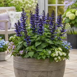 1 Large Plant - Salvia Sangoons Black & Bloom, Ready to Plant in Your Garden, 5L - Frankton's