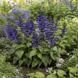 1 Large Plant - Salvia Sangoons Black & Bloom, Ready to Plant in Your Garden, 5L - Frankton's