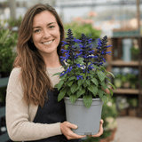 1 Large Plant - Salvia Sangoons Black & Bloom, Ready to Plant in Your Garden, 5L - Frankton's
