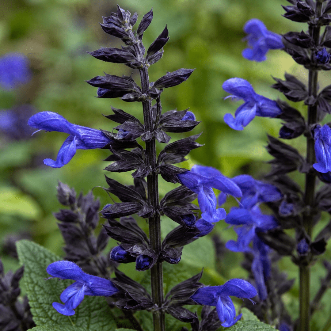 1 Large Plant - Salvia Sangoons Black & Bloom, Ready to Plant in Your Garden, 5L - Frankton's