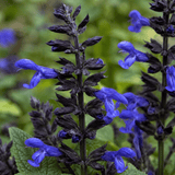 1 Large Plant - Salvia Sangoons Black & Bloom, Ready to Plant in Your Garden, 5L - Frankton's