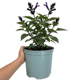 1 Large Plant - Salvia Sangoons Black & Bloom, Ready to Plant in Your Garden, 5L - Frankton's