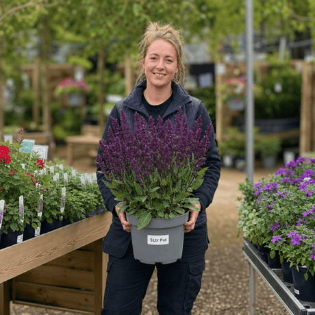 1 Large Plant - Salvia Sangoons Plum Crazy, Ready to Plant in Your Garden, 5L - Frankton's