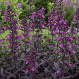 1 Large Plant - Salvia Sangoons Plum Crazy, Ready to Plant in Your Garden, 5L - Frankton's