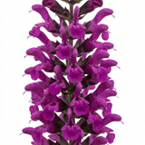 1 Large Plant - Salvia Sangoons Plum Crazy, Ready to Plant in Your Garden, 5L - Frankton's