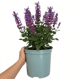 1 Large Plant - Salvia Sangoons Plum Crazy, Ready to Plant in Your Garden, 5L - Frankton's