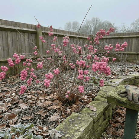 1 Large Plant - Symphoricarpos Magical Candy, Outdoor Garden Ready, 3L Pot - Frankton's