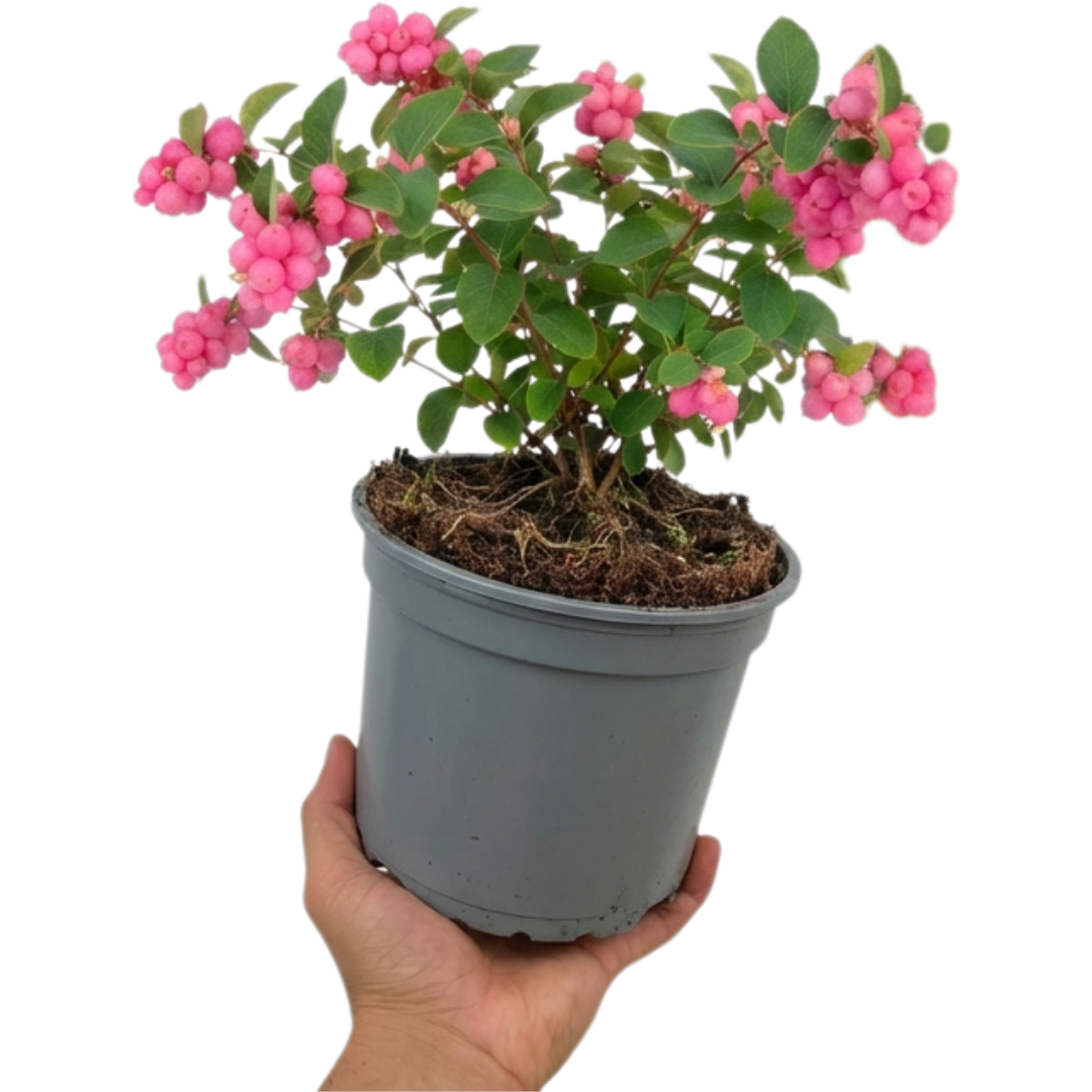 1 Large Plant - Symphoricarpos Magical Candy, Outdoor Garden Ready, 3L Pot - Frankton's