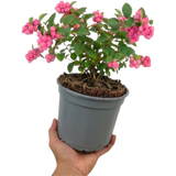 1 Large Plant - Symphoricarpos Magical Candy, Outdoor Garden Ready, 3L Pot - Frankton's