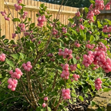 1 Large Plant - Symphoricarpos Magical Candy, Outdoor Garden Ready, 3L Pot - Frankton's