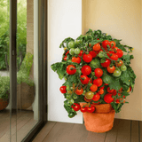 1 Large Plant - Tomato Veranda Red, Ready to Plant in Your Garden, 5L Pot - Frankton's