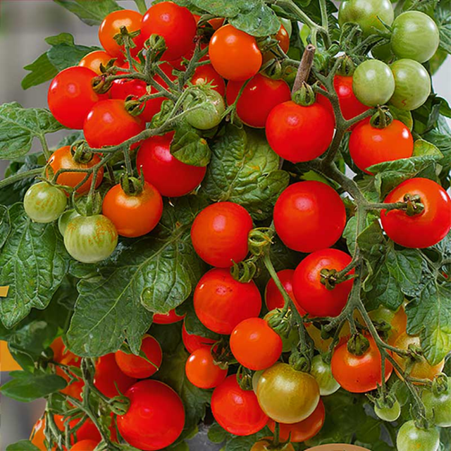 1 Large Plant - Tomato Veranda Red, Ready to Plant in Your Garden, 5L Pot - Frankton's