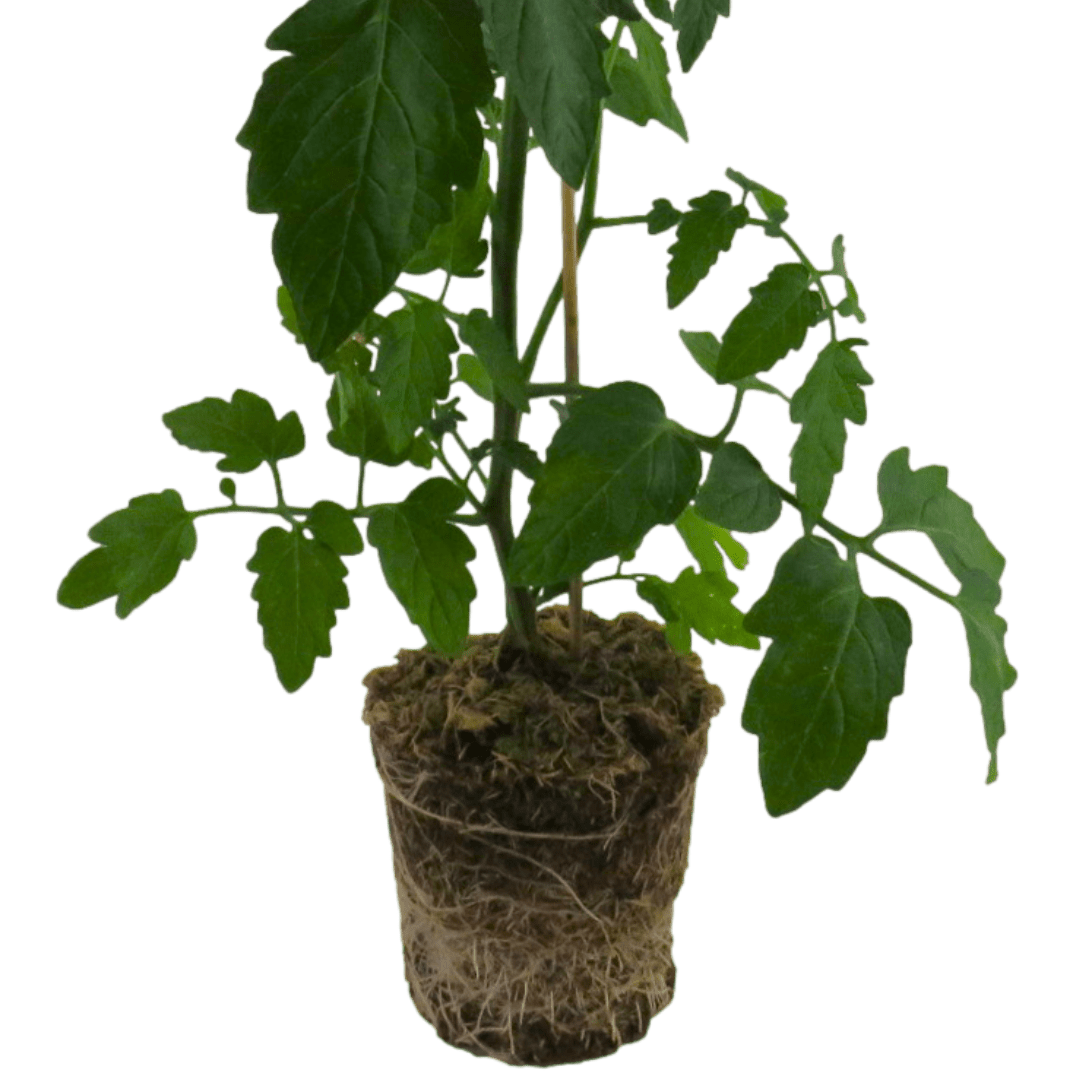 1 Large Plant - Tomato Veranda Red, Ready to Plant in Your Garden, 5L Pot - Frankton's