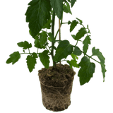 1 Large Plant - Tomato Veranda Red, Ready to Plant in Your Garden, 5L Pot - Frankton's