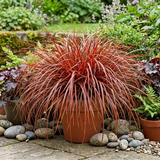 1 Large Plant - Uncinia Everflame, Ready to Plant in Your Garden, 2L Pot - Frankton's