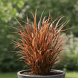 1 Large Plant - Uncinia Everflame, Ready to Plant in Your Garden, 2L Pot - Frankton's