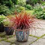 1 Large Plant - Uncinia Everflame, Ready to Plant in Your Garden, 2L Pot - Frankton's