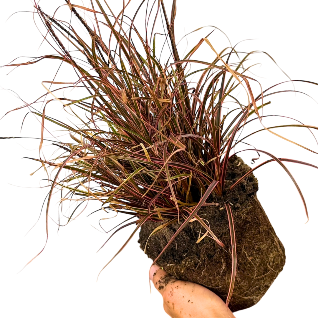 1 Large Plant - Uncinia Everflame, Ready to Plant in Your Garden, 2L Pot - Frankton's