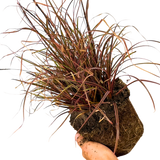 1 Large Plant - Uncinia Everflame, Ready to Plant in Your Garden, 2L Pot - Frankton's