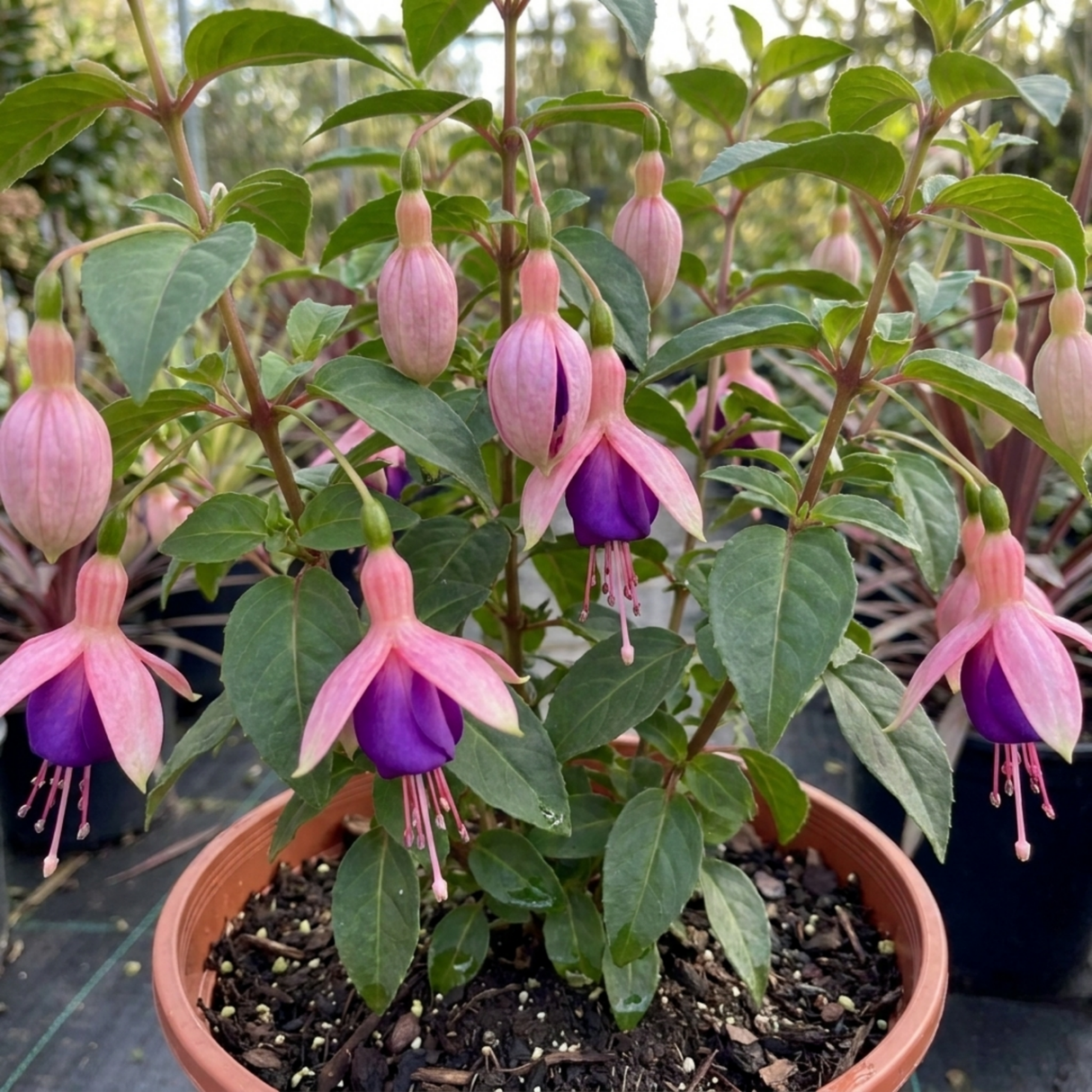 1 Large Plant - Upright Fuchsia Fuchsita Blush & Violet, Outdoor Garden Ready - Frankton's