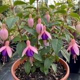 1 Large Plant - Upright Fuchsia Fuchsita Blush & Violet, Outdoor Garden Ready - Frankton's