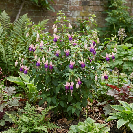 1 Large Plant - Upright Fuchsia Fuchsita Blush & Violet, Outdoor Garden Ready - Frankton's
