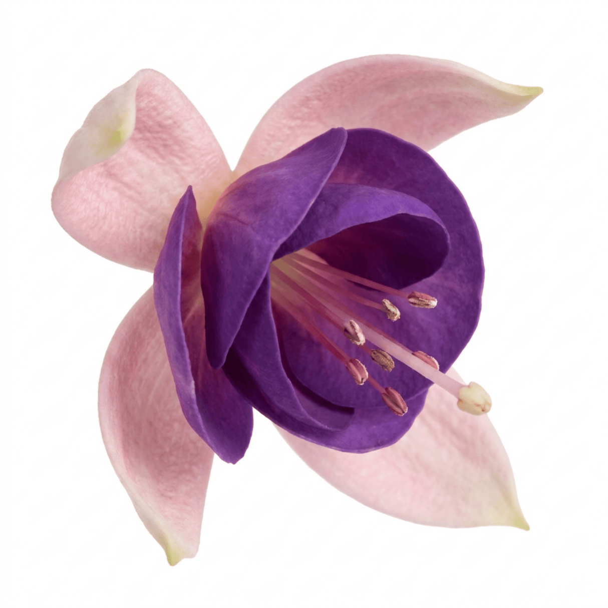 1 Large Plant - Upright Fuchsia Fuchsita Blush & Violet, Outdoor Garden Ready - Frankton's
