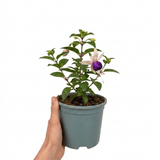 1 Large Plant - Upright Fuchsia Fuchsita Blush & Violet, Outdoor Garden Ready - Frankton's