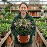 1 Large Plant - Upright Fuchsia Fuchsita Blush & Violet, Outdoor Garden Ready - Frankton's