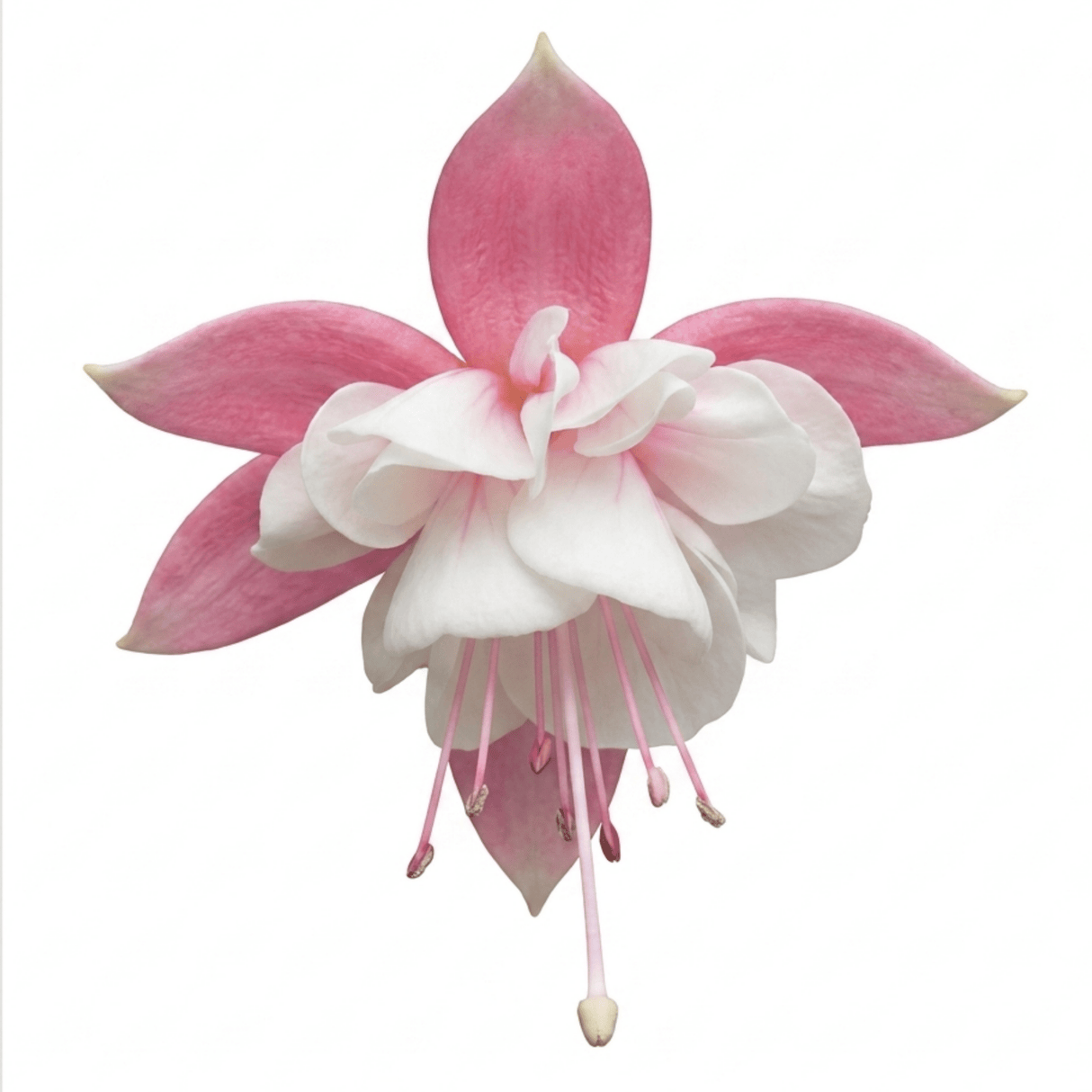 1 Large Plant - Upright Fuchsia Fuchsita Pink & White, Outdoor Garden Ready, 2L - Frankton's