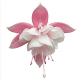 1 Large Plant - Upright Fuchsia Fuchsita Pink & White, Outdoor Garden Ready, 2L - Frankton's