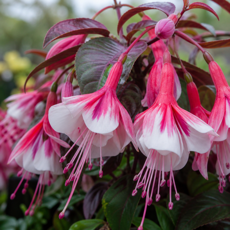 1 Large Plant - Upright Fuchsia Fuchsita Pink & White, Outdoor Garden Ready, 2L - Frankton's