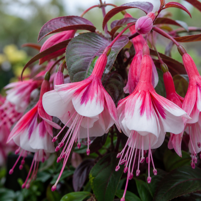 1 Large Plant - Upright Fuchsia Fuchsita Pink & White, Outdoor Garden Ready, 2L - Frankton's