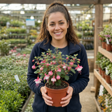 1 Large Plant - Upright Fuchsia Fuchsita Pink & White, Outdoor Garden Ready, 2L - Frankton's