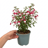 1 Large Plant - Upright Fuchsia Fuchsita Pink & White, Outdoor Garden Ready, 2L - Frankton's