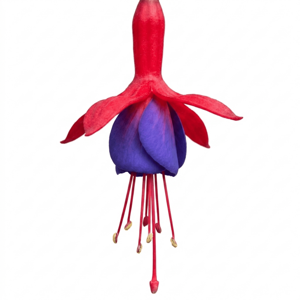 1 Large Plant - Upright Fuchsia Fuchsita Red & Blue, Outdoor Garden Ready, 2L - Frankton's