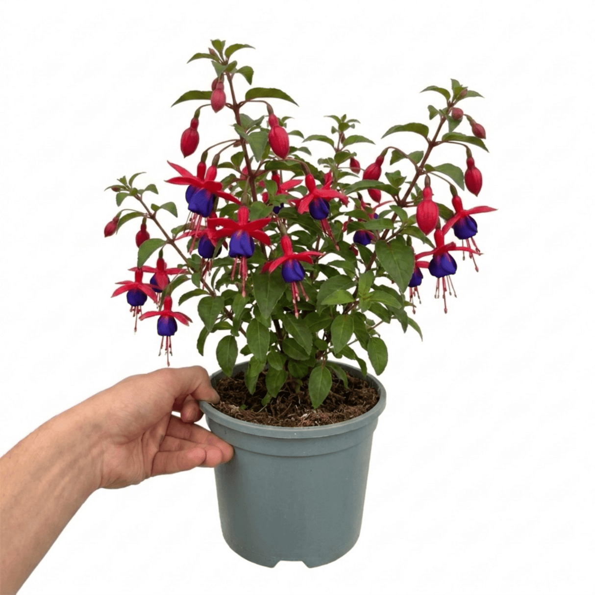 1 Large Plant - Upright Fuchsia Fuchsita Red & Blue, Outdoor Garden Ready, 2L - Frankton's