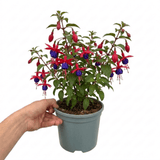 1 Large Plant - Upright Fuchsia Fuchsita Red & Blue, Outdoor Garden Ready, 2L - Frankton's