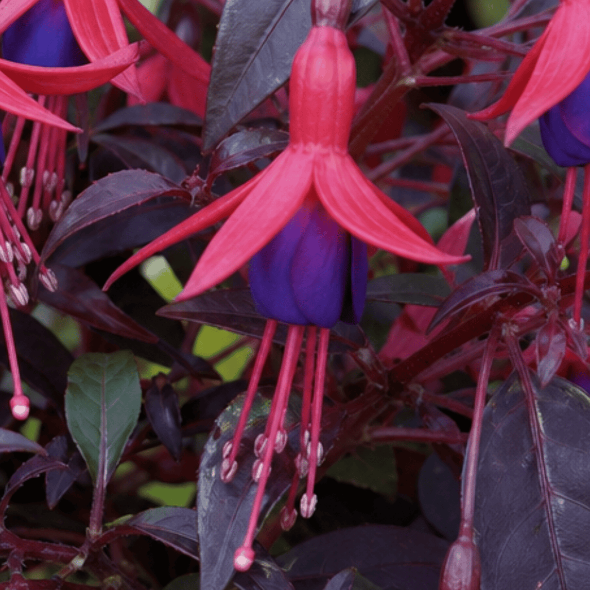 1 Large Plant - Upright Fuchsia Fuchsita Red & Blue, Outdoor Garden Ready, 2L - Frankton's