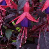 1 Large Plant - Upright Fuchsia Fuchsita Red & Blue, Outdoor Garden Ready, 2L - Frankton's