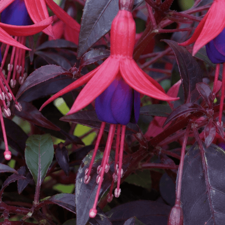 1 Large Plant - Upright Fuchsia Fuchsita Red & Blue, Outdoor Garden Ready, 2L - Frankton's