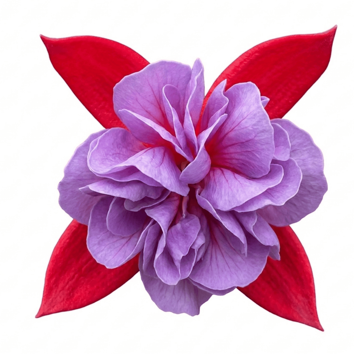 1 Large Plant - Upright Fuchsia Fuchsita Red & Lavender, Outdoor Garden Ready - Frankton's