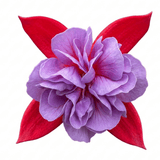 1 Large Plant - Upright Fuchsia Fuchsita Red & Lavender, Outdoor Garden Ready - Frankton's