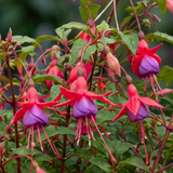 1 Large Plant - Upright Fuchsia Fuchsita Red & Lavender, Outdoor Garden Ready - Frankton's