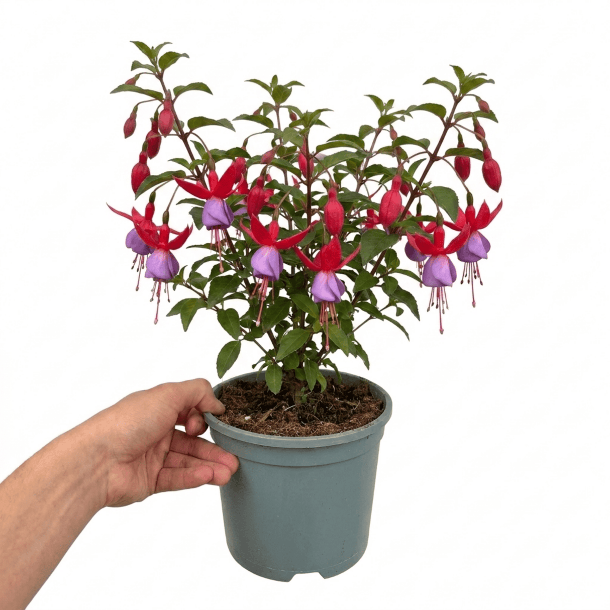 1 Large Plant - Upright Fuchsia Fuchsita Red & Lavender, Outdoor Garden Ready - Frankton's