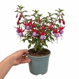 1 Large Plant - Upright Fuchsia Fuchsita Red & Lavender, Outdoor Garden Ready - Frankton's