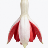 1 Large Plant - Upright Fuchsia Fuchsita Red & White, Outdoor Garden Ready, 2L - Frankton's